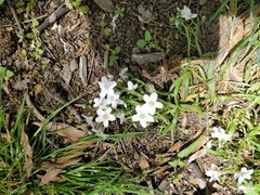 Claytonia virginica