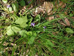Viola