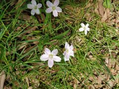 Claytonia virginica