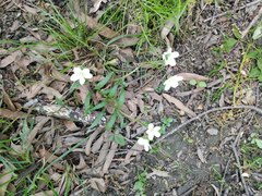 Claytonia virginica