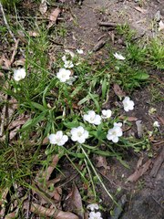 Claytonia virginica