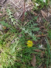 Taraxacum