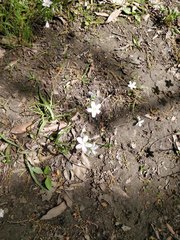 Claytonia virginica
