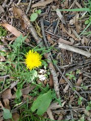 Taraxacum