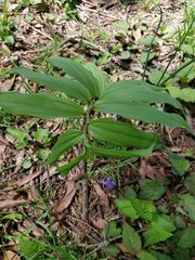 Liliopsida