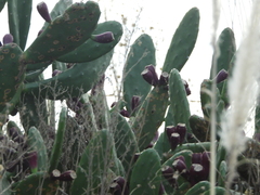 Opuntia bonaerensis