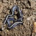 Blue Garden Flatworm, photo 6 of 10