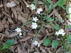 Claytonia virginica