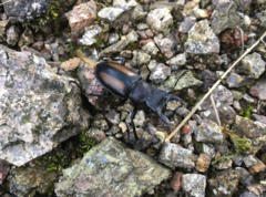 Lucanus parryi