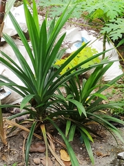 Pandanus amaryllifolius