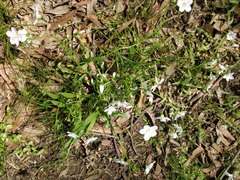 Claytonia virginica