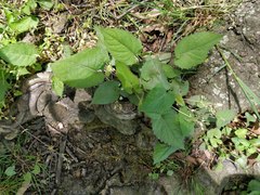 Magnoliopsida