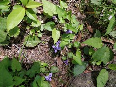 Viola