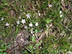 Claytonia virginica
