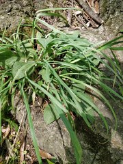 Liliopsida