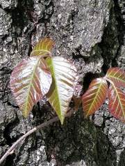 Toxicodendron radicans