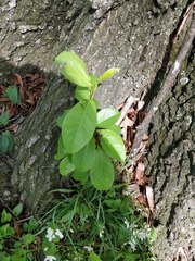 Magnoliopsida
