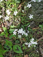 Claytonia virginica