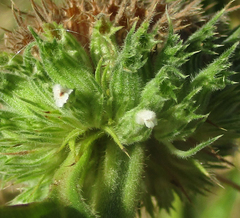 Leucas martinicensis