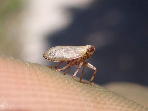 kôrarovité (Issidae)