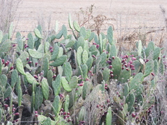 Opuntia bonaerensis