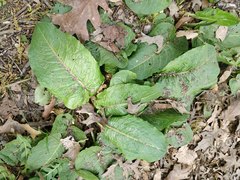 Rumex
