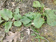 Rumex