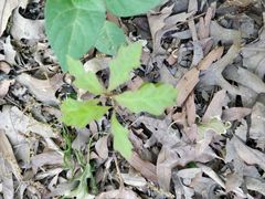 Quercus