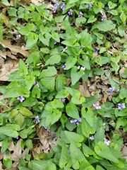Viola
