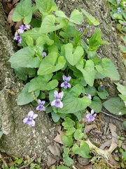 Viola