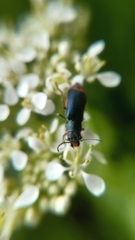Haplomalachius flabellatus