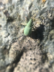 Phyllobius virideaeris