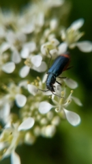 Haplomalachius flabellatus