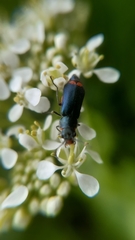 Haplomalachius flabellatus