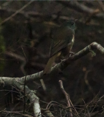 Pachycephala olivacea