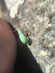 Phyllobius virideaeris