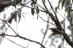 Melithreptus validirostris