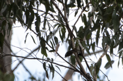 Melithreptus validirostris