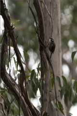 Melithreptus validirostris