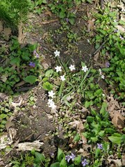Claytonia virginica
