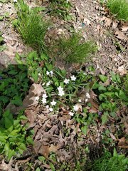 Claytonia virginica