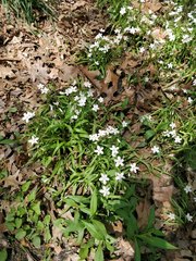 Claytonia virginica
