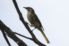 Nesoptilotis flavicollis