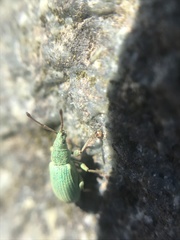 Phyllobius virideaeris