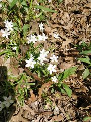 Claytonia virginica