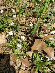 Claytonia virginica