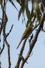 Nesoptilotis flavicollis