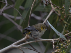 Pardalotus quadragintus