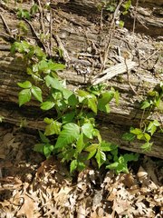 Toxicodendron