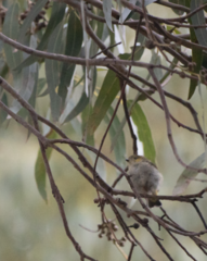 Pardalotus quadragintus